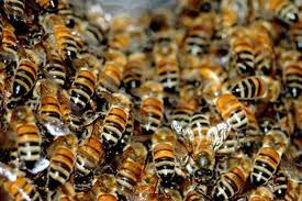 Ванга была права! Пчелы вымрут через 10 лет