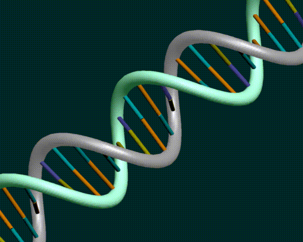 12 фактов о ДНК