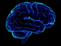 Обработка информации и управление вниманием - отдельные процессы в головном мозге