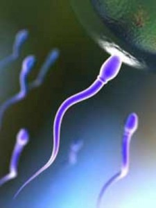 Сперма человека, что мы о ней знаем?
